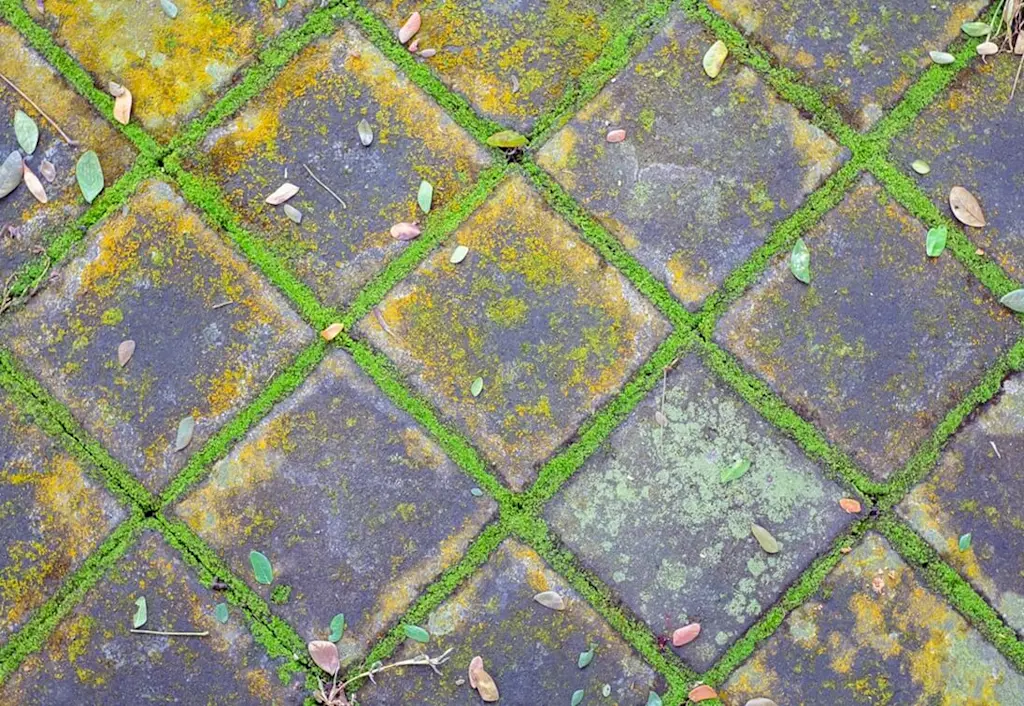 Square block paving with moss