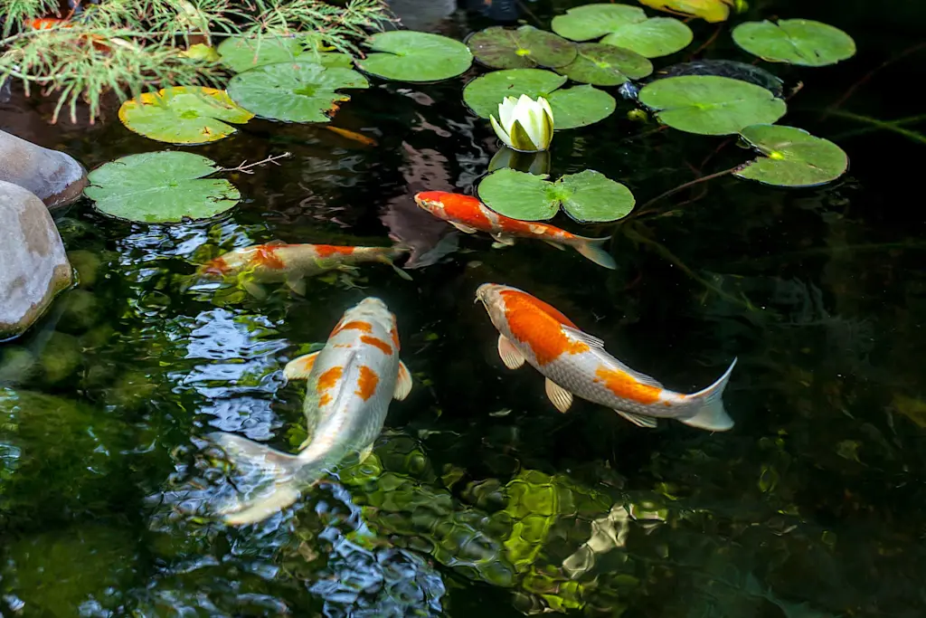fish pond