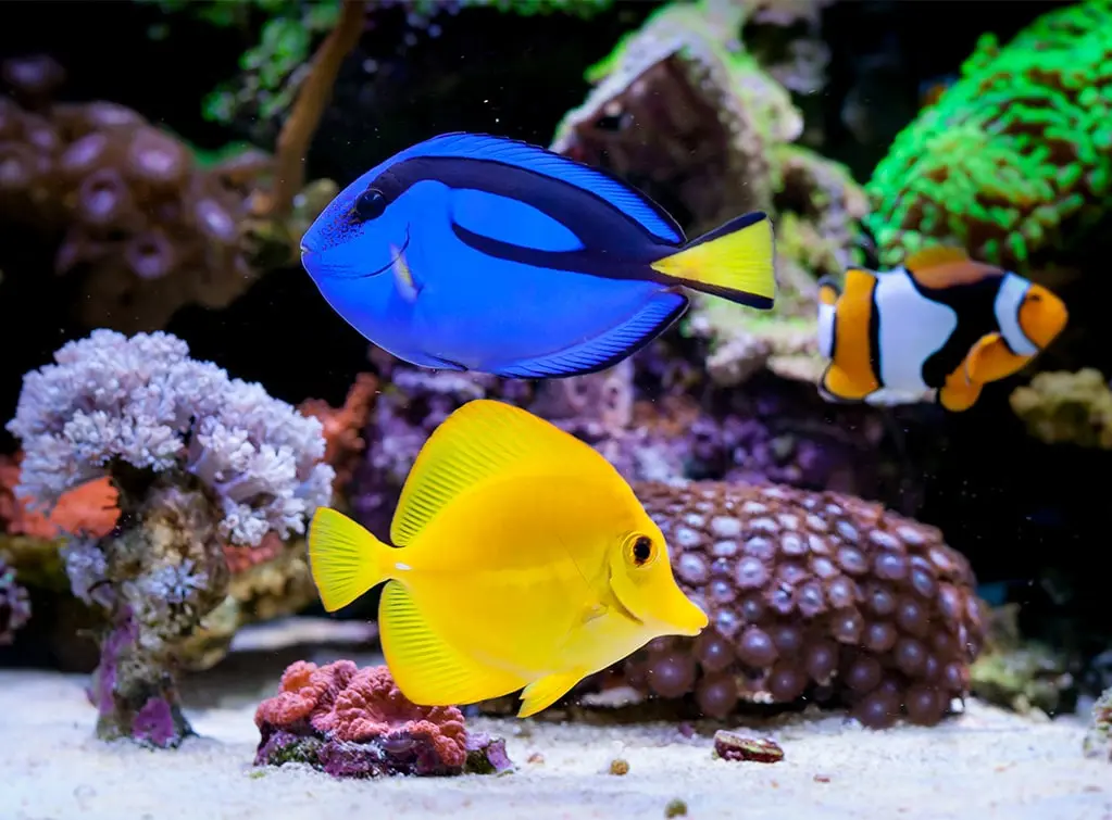 replace your TV for a fish tank 