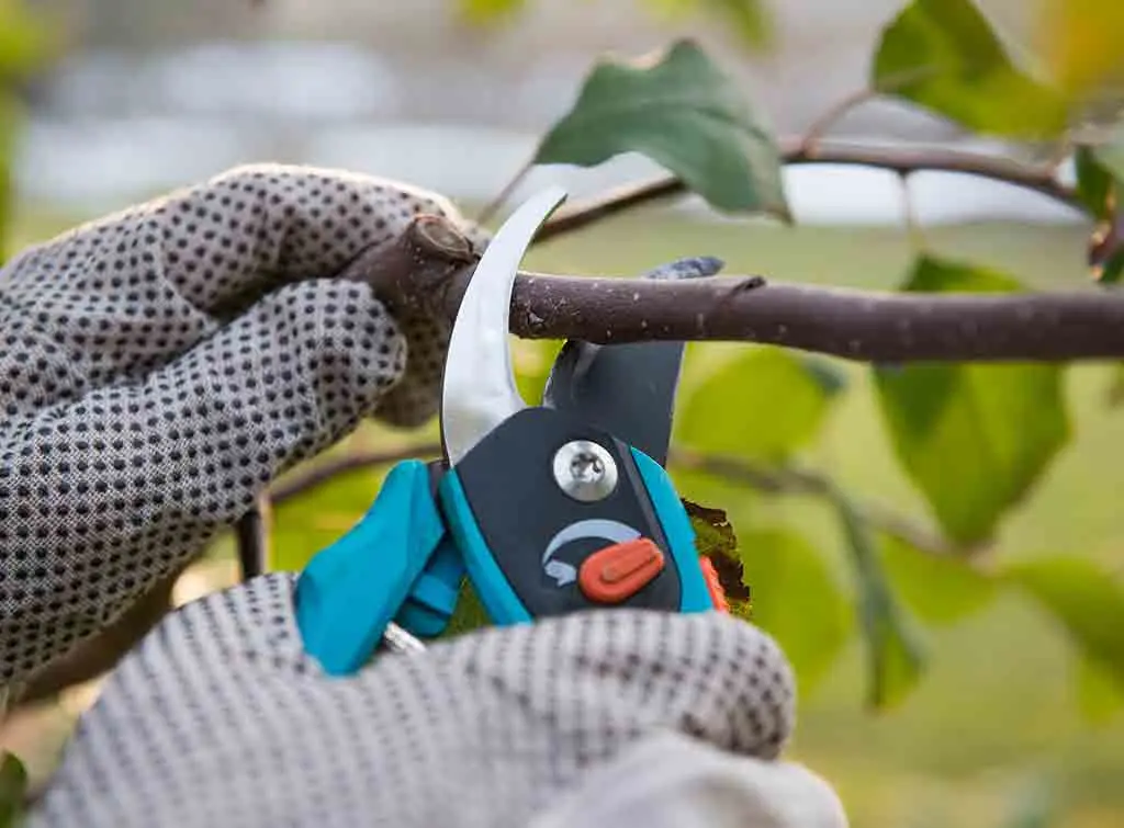 winter pruning