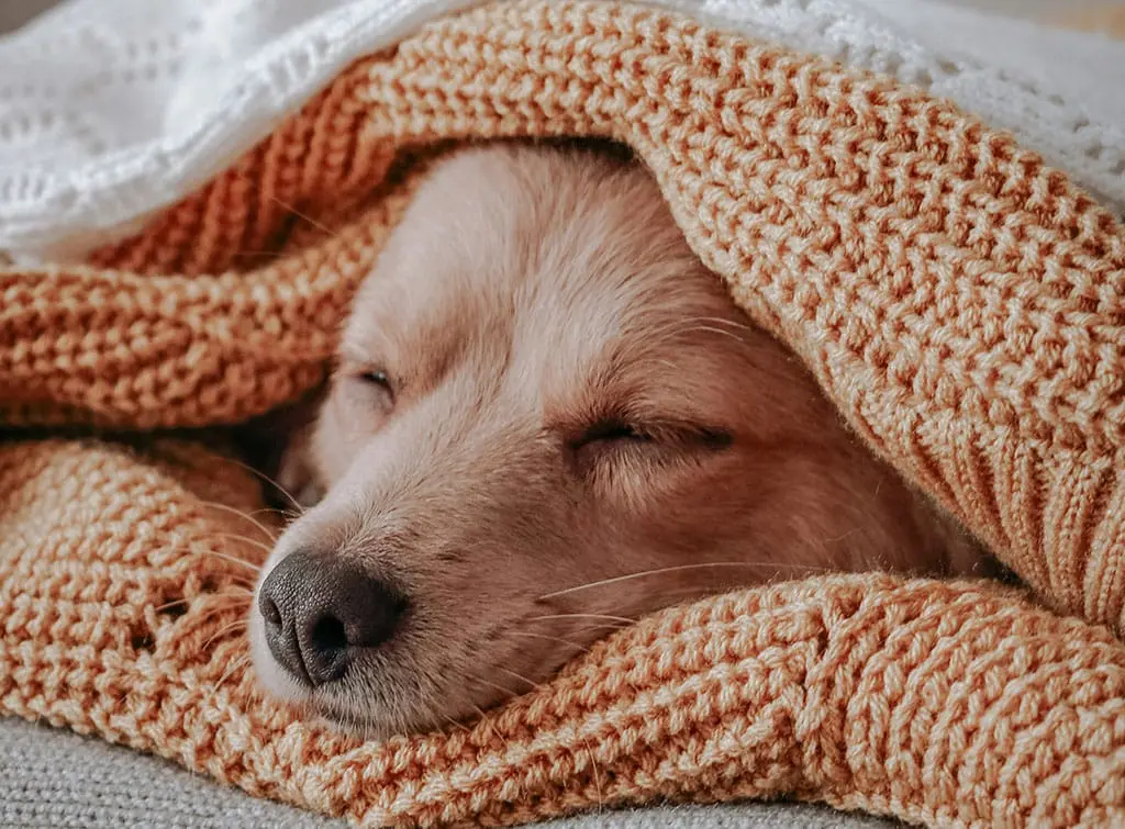 Dog bed ideas for small spaces