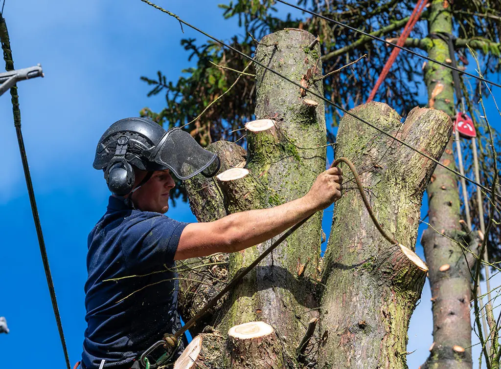 Tree surgeon names