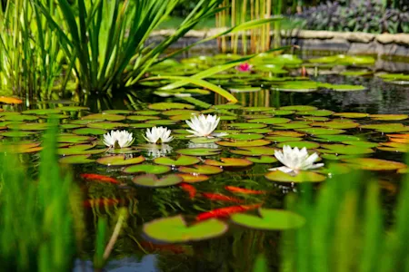Raised fish pond ideas: Designing an aquatic haven