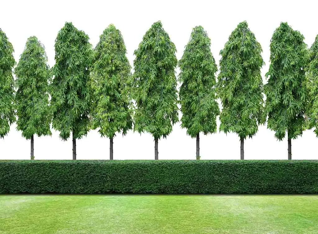 Tall garden screening idea