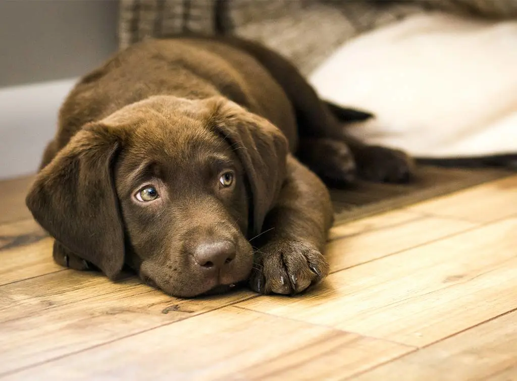 Eco friendly flooring guide - chocolate labrador lies on a wood floor