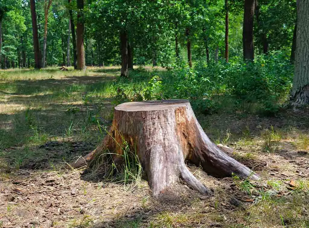 Tree stump ready for removal