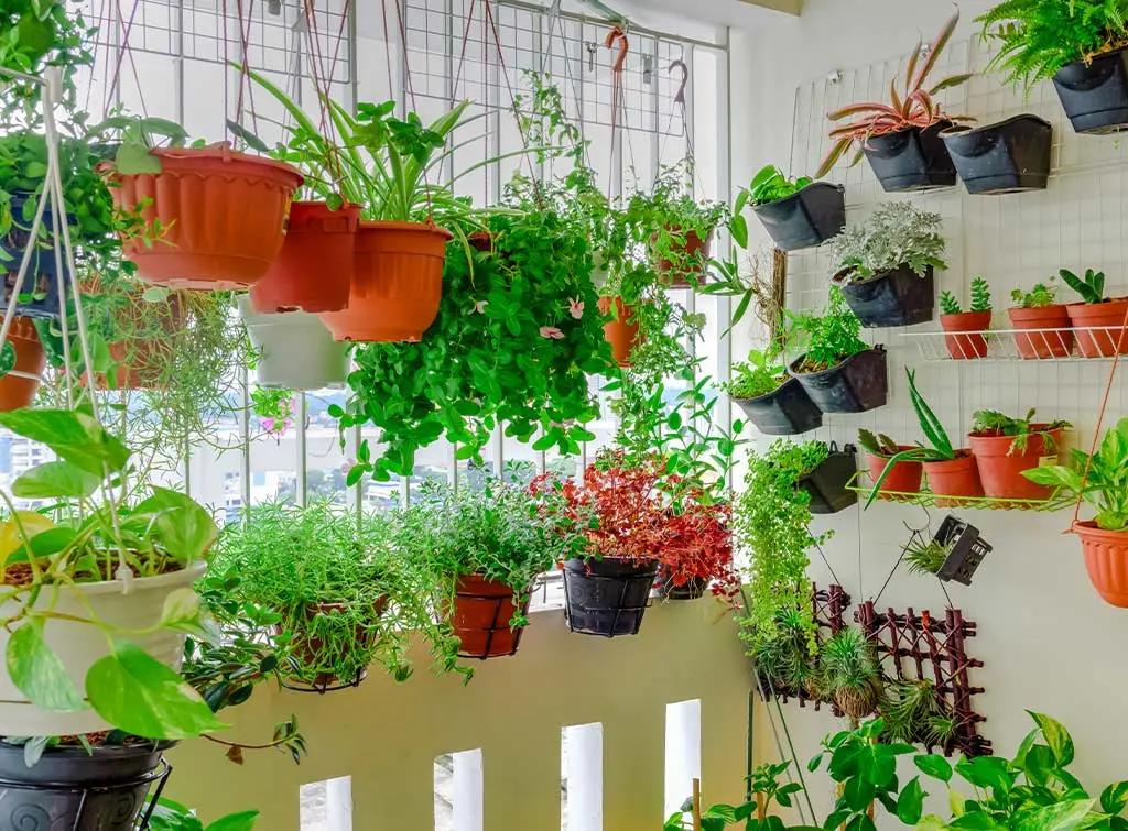 Plant greenhouses-hanging flower baskets