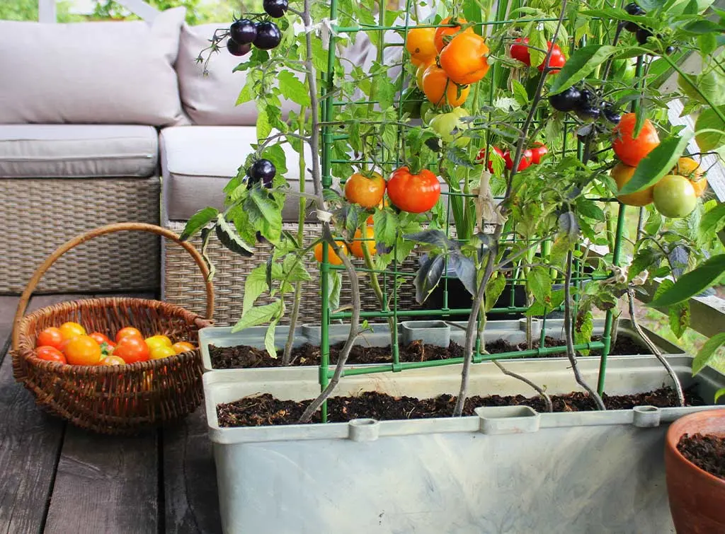 Container growing for space saving