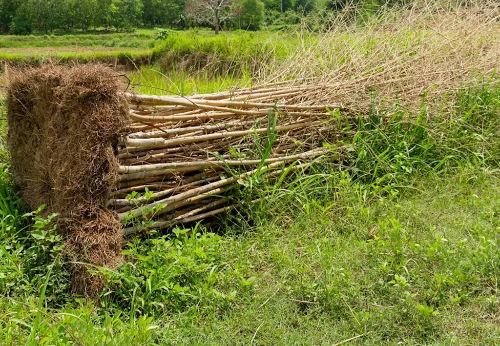 Bamboo removal services