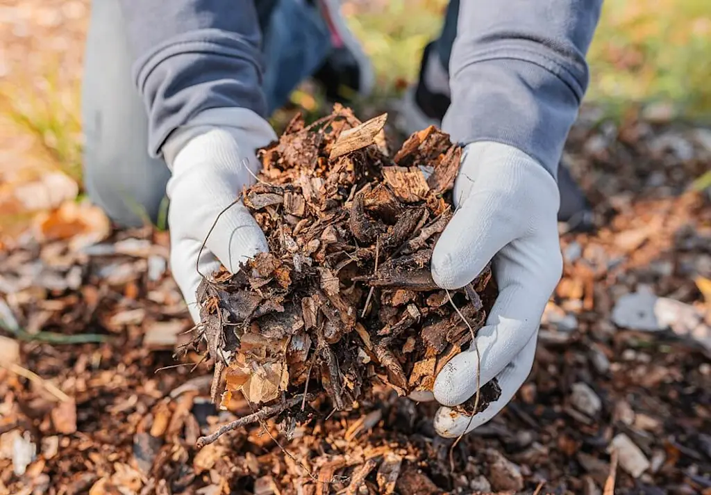 Tree mulching landscaper