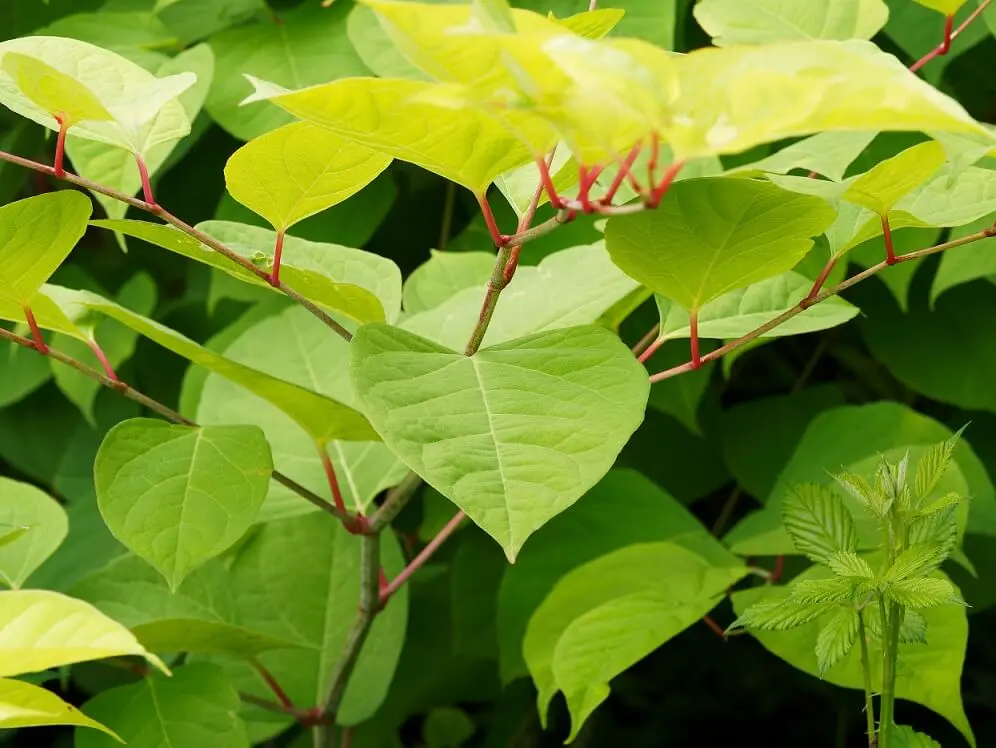 Japanese knotweed