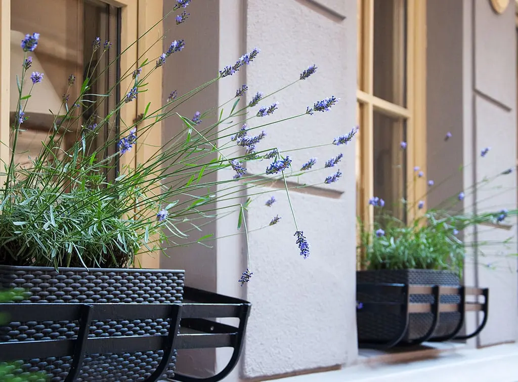 lavender window box