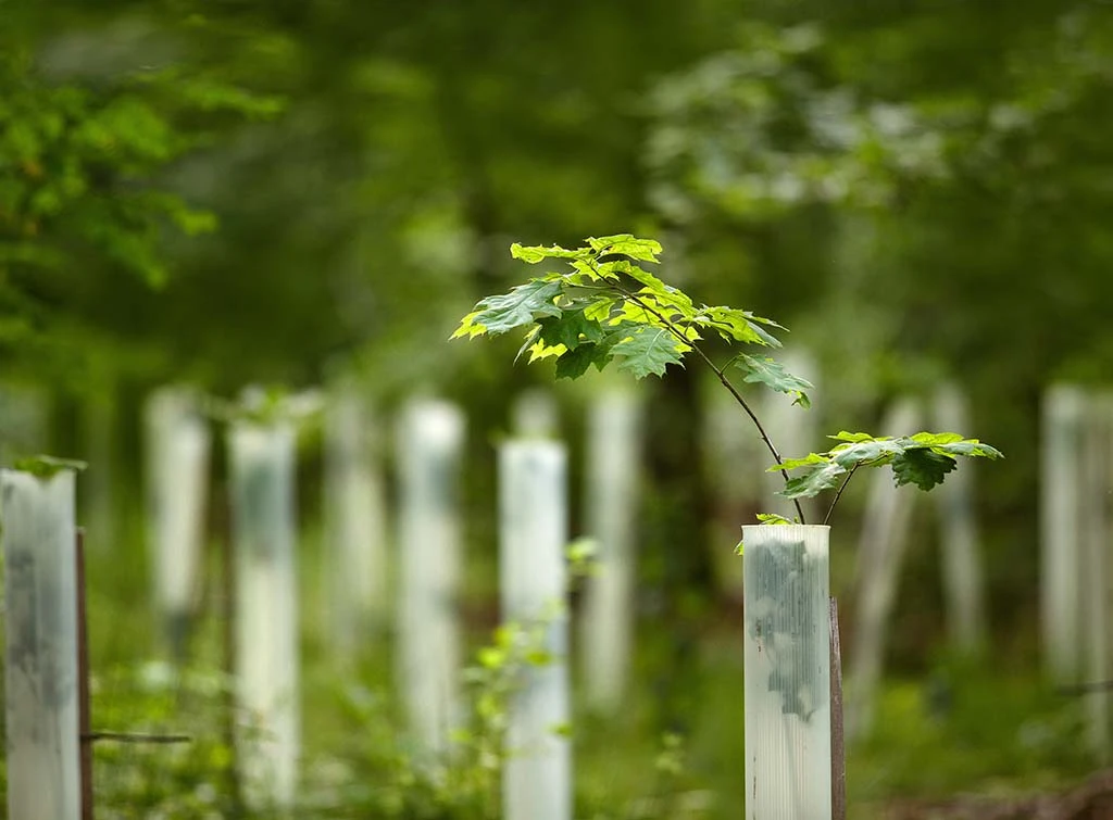 tree protection tubes