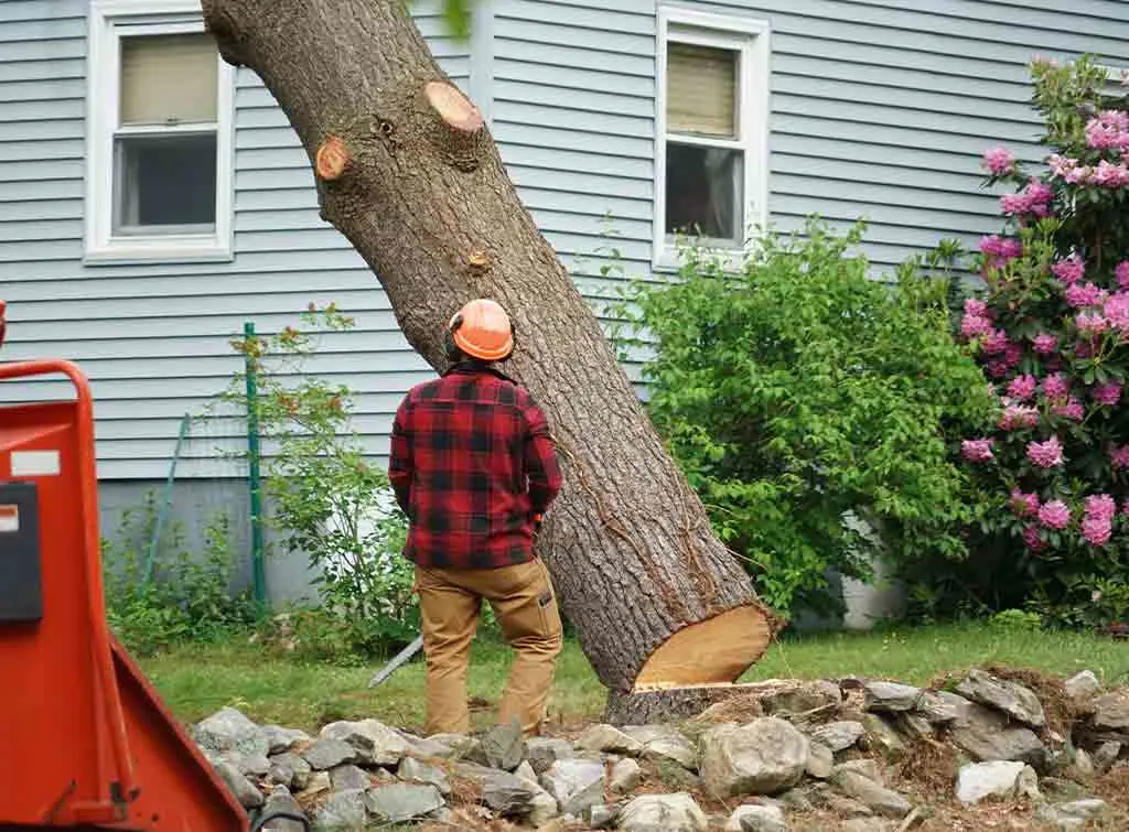Tree removal service underway