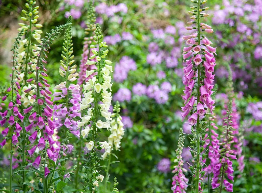 Foxgloves in the garden