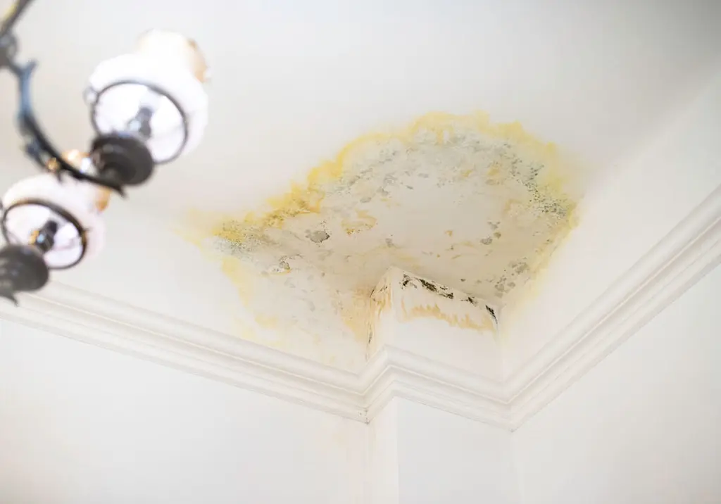 Ceiling mould from water leak resized