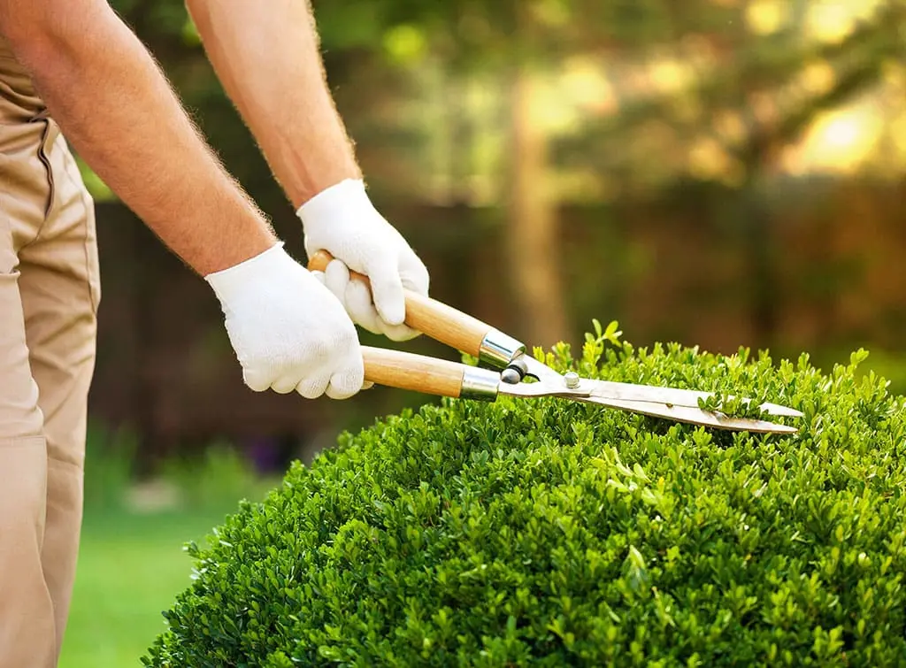 Professional gardening hand tools