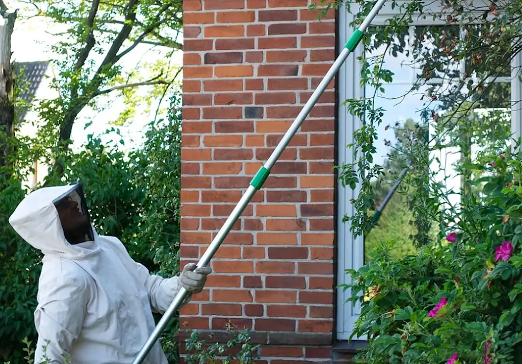 wasp nest removal services