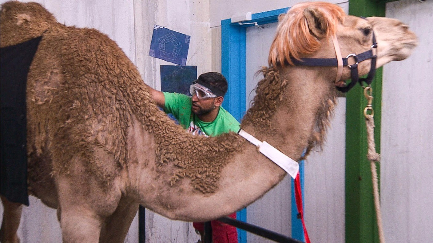 Jungle Quiz How much do you remember about Day 6? I'm A Celebrity