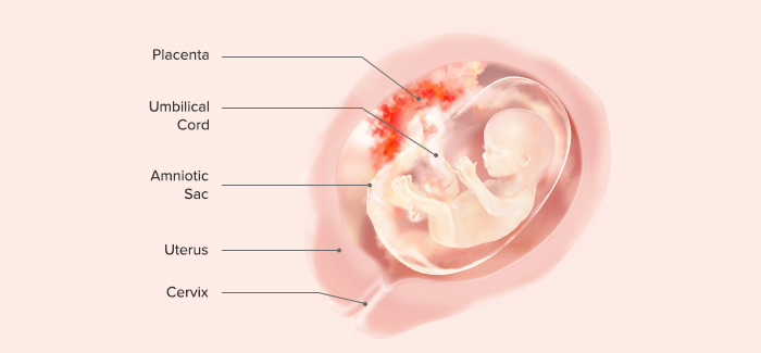 fetal development-Article Content Image 11 pregnancy week 15 fetus
