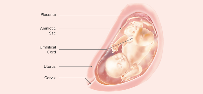 fetal development-Article Content Image 29 pregnancy week 32 fetus