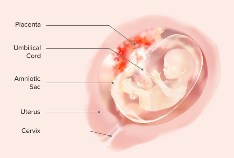 Fetal Development Week By Week Pampers