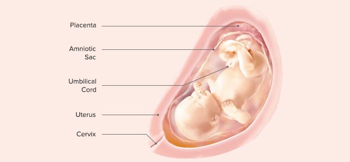 fetal development-Article Content Image 28 pregnancy week 31 fetus