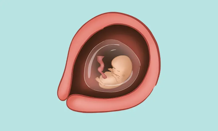 what an embryo at 9 weeks pregnant looks like