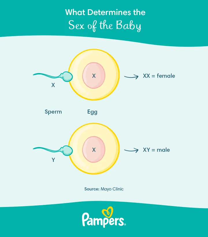 Girl And Boy Sey Video - What Determines the Sex of a Baby | Pampers