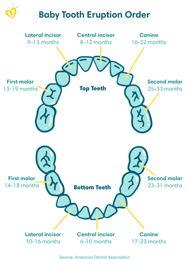 Baby tooth eruption order - the top and bottom teeth marking the teeth and the months they arrive.