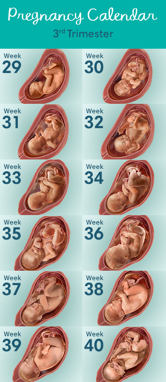 Three trimesters of pregnancy