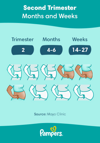 Second Trimester: Symptoms and Baby Development
