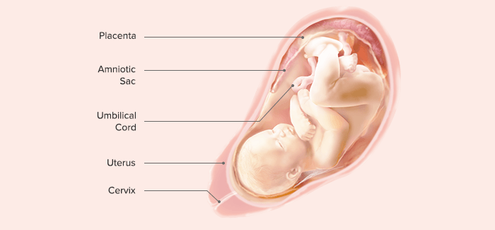 Fetal Development Week By Week Pampers