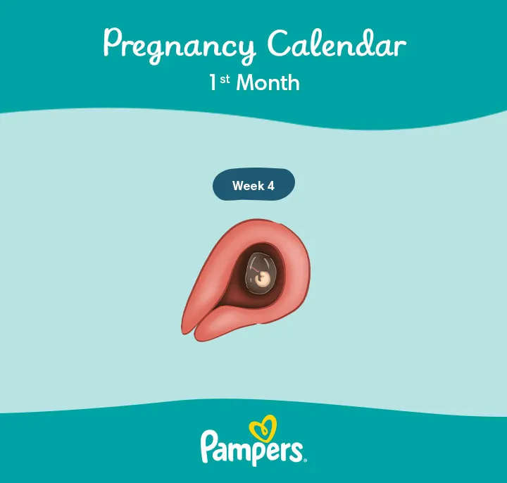 1 Month Pregnant: Symptoms and Fetal Development