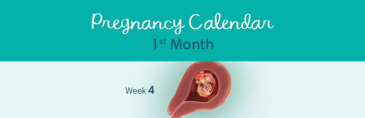 1 Month Pregnant Symptoms And Fetal Development Pampers