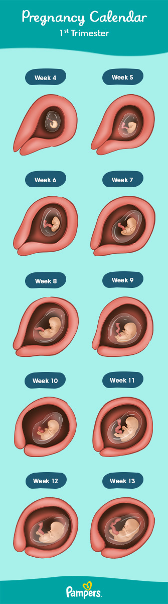 First Trimester Pregnancy Questions Answered