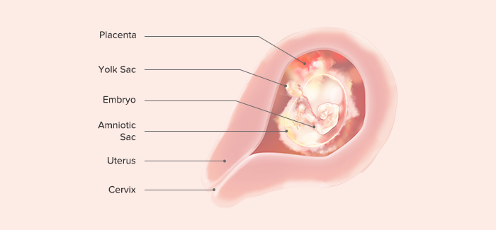 fetal development-Article Content Image 2 pregnancy week 5 fetus