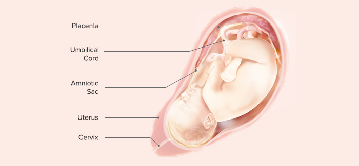 39 Weeks Pregnant Symptoms And Baby Development Pampers