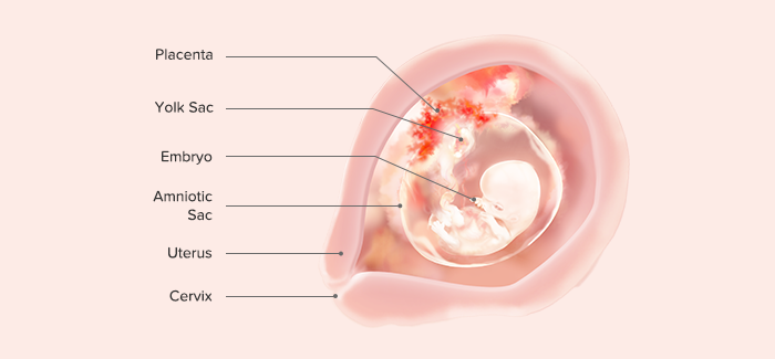 fetus at 9 weeks pregnant