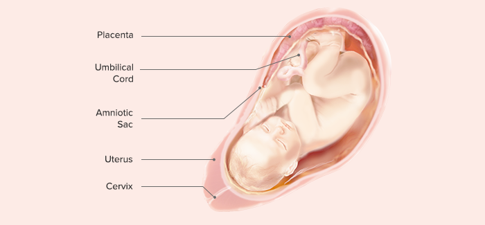 baby low in uterus