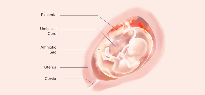 17 Weeks Pregnant Symptoms And Baby Development Pampers