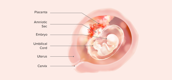 embryo at a week