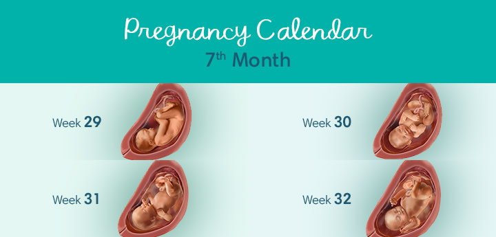 7 Months Pregnant Symptoms And Fetal Development Pampers