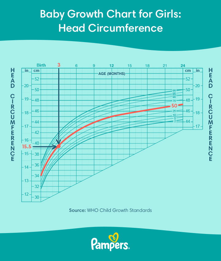 fetal growth chart head circumference