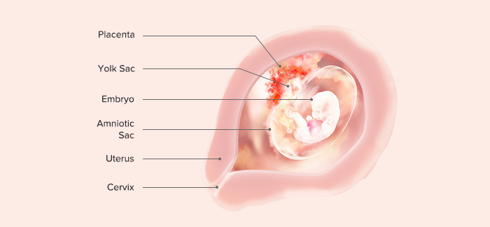 fetal development-Article Content Image 4 pregnancy week 7 fetus