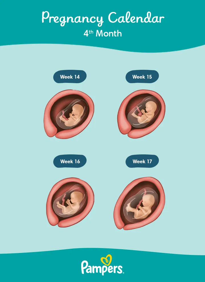 4 Months Pregnant: Symptoms and Fetal Development