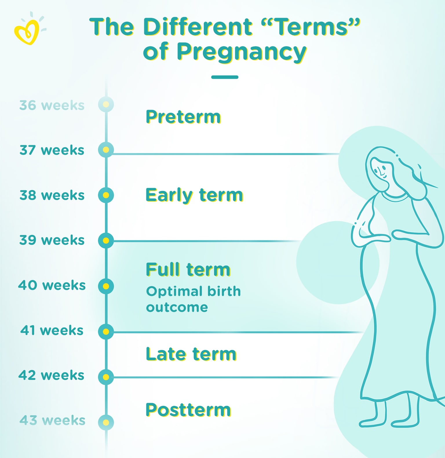 Termer för graviditet
