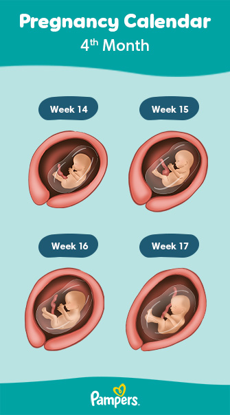 4 fashion months 2 weeks baby development