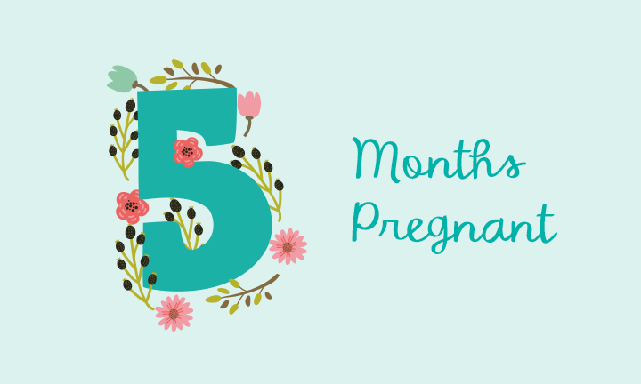 Expect what months to at pregnant 5 5 Months