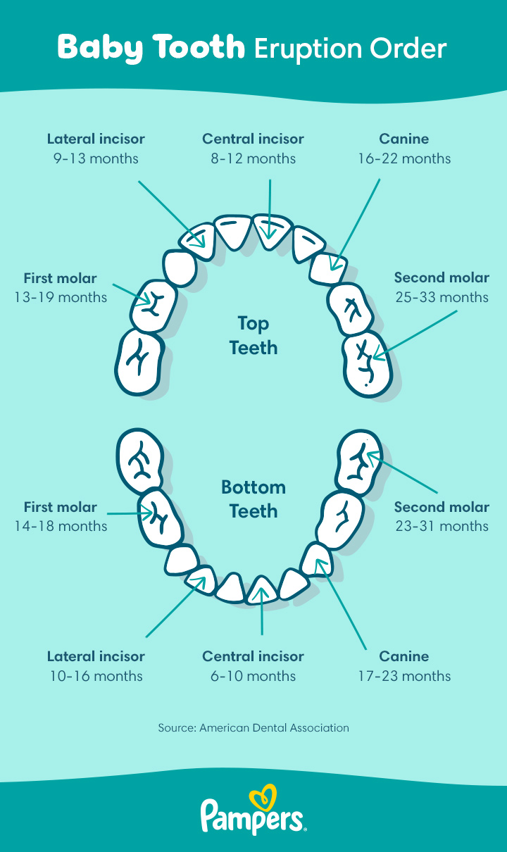 Four shops year molars